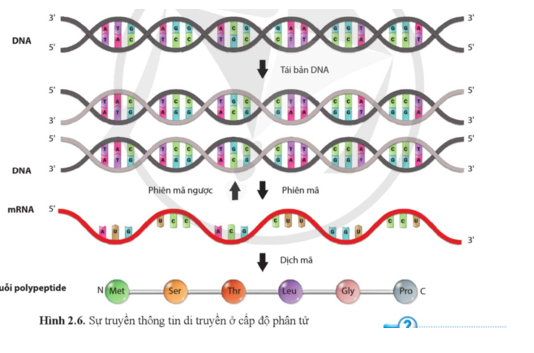 Dựa vào hình 2.6, hãy nêu các giai đoạn của quá trình truyền thông tin di truyền từ  (ảnh 1)