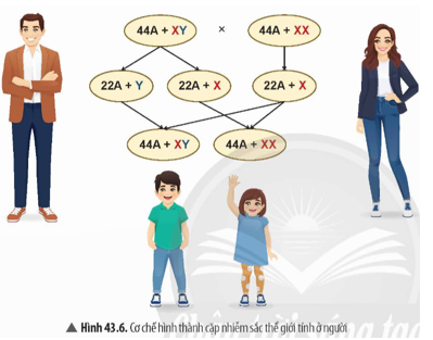 Quan sát Hình 43.6, hãy trình bày cơ chế xác định giới tính ở người.   (ảnh 1)