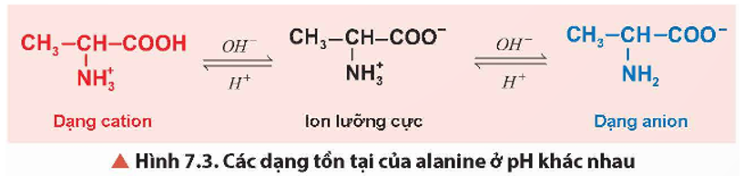 Quan sát Hình 7.3, cho biết alanine tồn tại chủ yếu ở dạng ion nào trong dung dịch ở pH khác nhau. (ảnh 1)