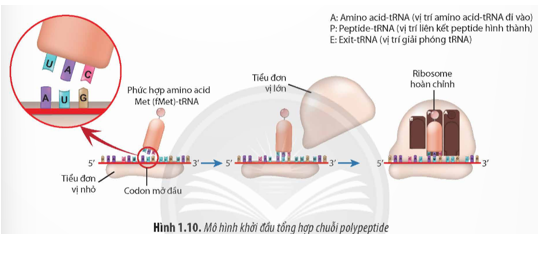 Quan sát Hình 1.10 và cho biết:  a) Quá trình dịch mã có sự tham gia của những thành phần nào?  (ảnh 1)