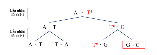 Quan sát Hình 4.4, dự đoán dạng đột biến gene khi có mặt nucleotide dạng hiếm.  (ảnh 2)