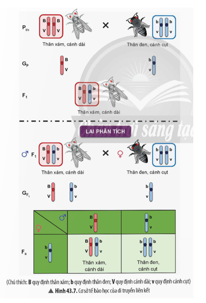 Quan sát Hình 43.7, hãy: a) Nhận xét sự di truyền của các gene quy định màu sắc (ảnh 1)