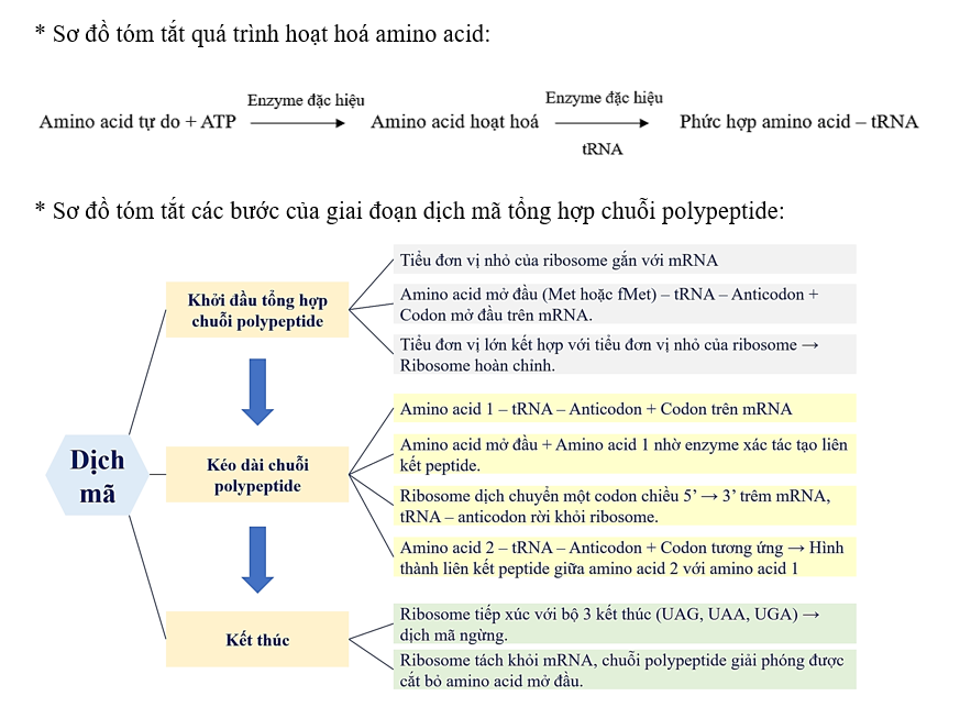 Hãy vẽ sơ đồ tóm tắt: * Quá trình hoạt hoá amino acid. * Các bước của giai đoạn  (ảnh 1)