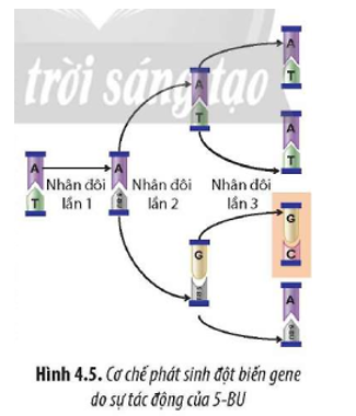 Quan sát Hình 4.5, mô tả cơ chế phát sinh đột biến gene khi có sự tác động của 5-BU. (ảnh 1)