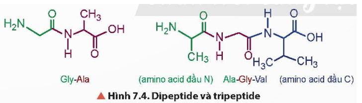 Từ Hình 7.4, khi thay đổi vị trí amino acid trong peptide, như: Gly – Ala thành Ala – Gly thì các peptide này có cấu tạo khác nhau như thế nào?   (ảnh 1)