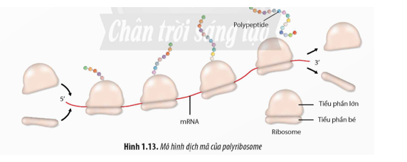 Quan sát Hình 1.13, hãy:  a) Nêu nhận xét về cấu trúc của các chuỗi polypeptide (ảnh 1)