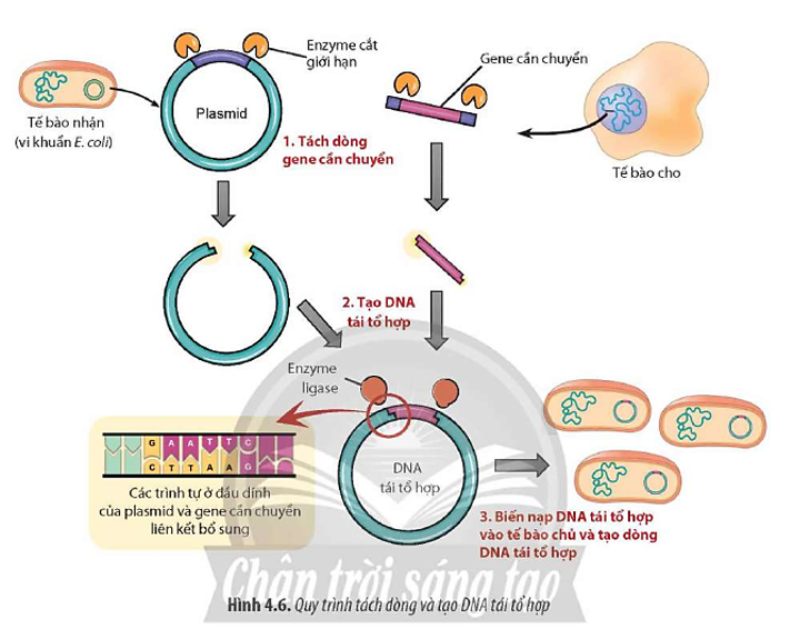 Quan sát Hình 4.6 và mô tả quy trình tạo DNA tái tổ hợp. (ảnh 1)