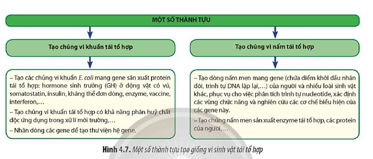 Quan sát Hình 4.7, hãy cho biết công nghệ DNA tái tổ hợp được ứng dụng  (ảnh 1)