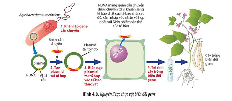 Quan sát Hình 4.8, hãy cho biết nguyên lí của tạo thực vật biến đổi gene. (ảnh 1)