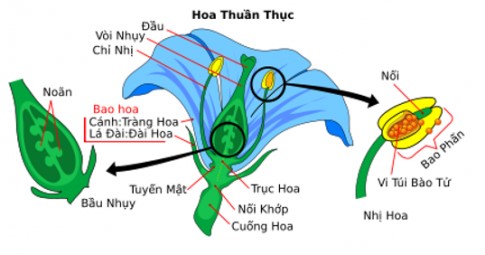 - Sưu tầm một số hoa, quan sát, chỉ và nói đâu là nhị, đâu là nhuỵ, các bộ phận của nhị và nhuỵ. - Phân loại các hoa đã sưu tầm được thành hai nhóm hoa đơn tính và hoa lưỡng tính. - Vẽ sơ đồ và ghi chú tên các bộ phận của một hoa mà em quan sát được. (ảnh 1)