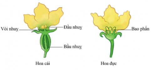 - Sưu tầm một số hoa, quan sát, chỉ và nói đâu là nhị, đâu là nhuỵ, các bộ phận của nhị và nhuỵ. - Phân loại các hoa đã sưu tầm được thành hai nhóm hoa đơn tính và hoa lưỡng tính. - Vẽ sơ đồ và ghi chú tên các bộ phận của một hoa mà em quan sát được. (ảnh 2)