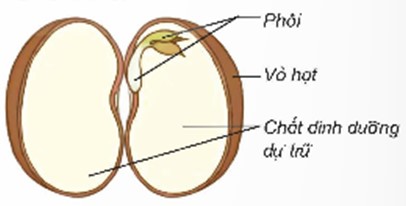 Chuẩn bị: Một số hạt đậu có kích thước lớn, đặt tên bông ẩm 1 ngày; kính lúp cầm tay; que tăm có đầu nhọn.  (ảnh 1)