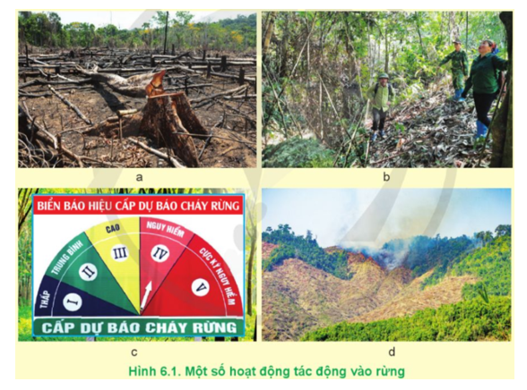 Quan sát Hình 6.1 và cho biết hoạt động nào gây suy giảm tài nguyên rừng, hoạt động nào là bảo vệ rừng.   (ảnh 1)