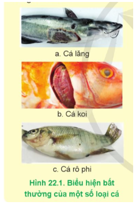 Hãy nêu những biểu hiện bất thường của một số loài cá có trong Hình 22.1.   (ảnh 1)