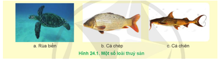 Loài thủy sản nào thuộc nhóm loài nguy cấp, quý, hiếm có trong hình 24.1   (ảnh 1)