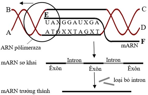 khái quát quá trình phiên mã diễn ra trong tế bào của một cơ thể sinh vật (ảnh 1)