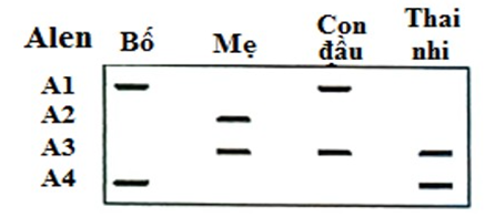 Nếu thai nhi sinh ra, lớn lên và kết hôn với người bình thường, xác suất đứa con đầu lòng (ảnh 1)