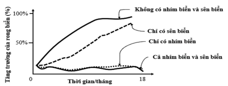 Nhím biển là nguồn thức ăn cho rái cá (ảnh 1)