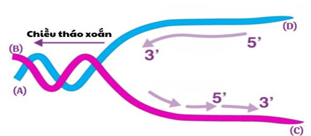 Sơ đồ bên mô tả quá trình nhân đôi DNA trong một chạc chữ Y theo nguyên tắc nửa gián đoạn (ảnh 1)