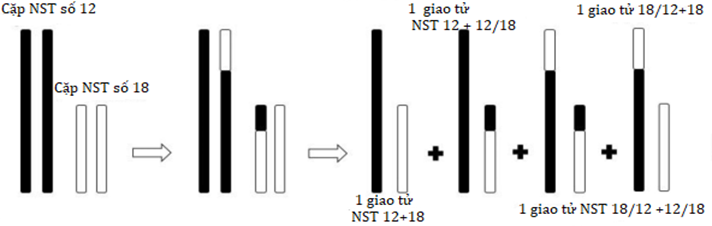 Trong quá trình làm tiêu bản NST chẩn đoán trước sinh, một kĩ thuật viên phòng thí nghiệm di truyền y  (ảnh 1)