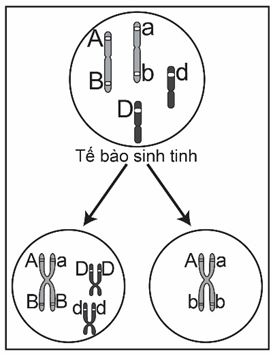 Ở một loài động vật, quan sát quá trình giảm phân của X tế bào sinh tinh (ảnh 1)