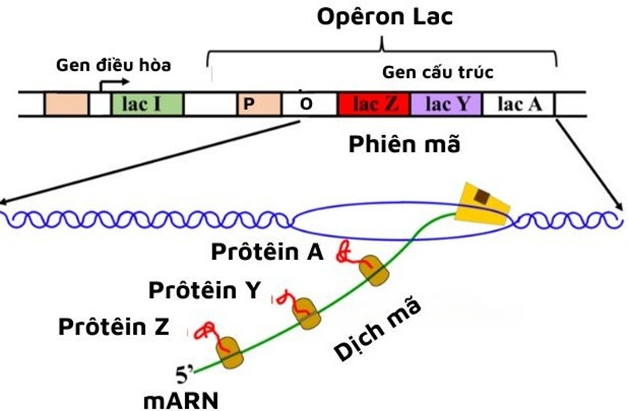 Hình dưới đây mô tả quá trình tổng hợp mRNA từ opêron Lac  (ảnh 1)