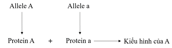 Vẽ sơ đồ khái quát thể hiện sản phẩm của các allele thuộc cùng một gene tạo ra một sản phẩm hình thành nên tính trạng. (ảnh 1)