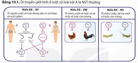 Quan sát hình di truyền giới tính ở gà trong Bảng 10.1 và cho biết có thể dùng phép lai nào để phân biệt tính trạng do gene nằm trên NST thường với tính trạng do gene nằm trên NST Z không có gene tương đồng trên W. (ảnh 1)