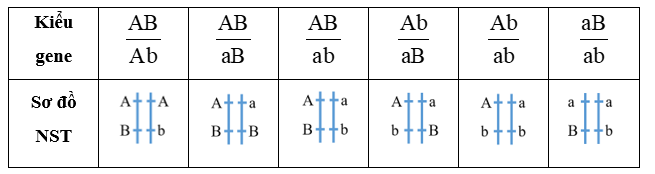 Xét hai cặp tính trạng tương phản do hai gene nằm trên cùng một NST quy định. Hãy viết các kiểu gene có thể có cho cá thể dị hợp tử và vẽ sơ đồ NST thể hiện locus của các gene tương ứng cho mỗi kiểu gene. (ảnh 2)