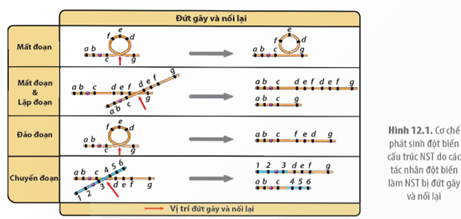 Quan sát Hình 12.1 và trình bày cơ chế phát sinh các dạng đột biến cấu trúc NST. (ảnh 1)