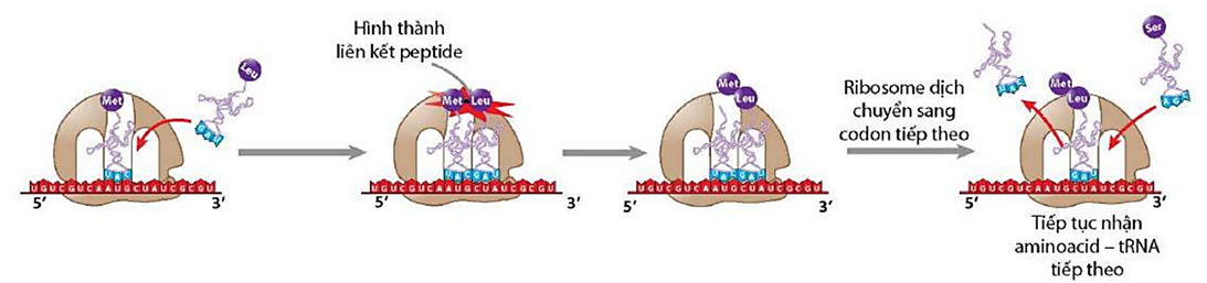 Hình ảnh dưới đây mô tả giai đoạn nào của quá trình tổng hợp chuỗi pôlipeptit ở sinh vật nhân sơ (ảnh 1)