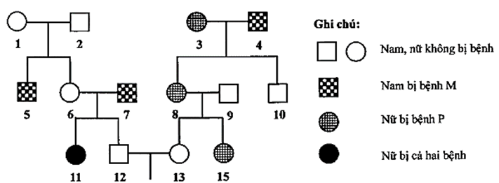 Phả hệ ở hình dưới đây mô tả sự di truyền 2 bệnh ở người (ảnh 1)