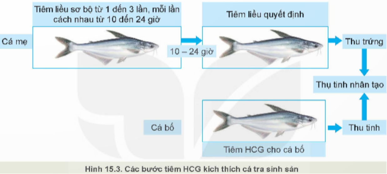 Quan sát Hình 15.3, mô tả các bước sử dụng HCG kích thích cá tra sinh sản. (ảnh 1)