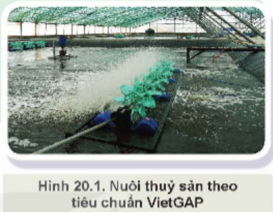 Nuôi thủy sản theo tiêu chuẩn VietGAP (Hình 20.1) mang lại lợi ích gì?  (ảnh 1)