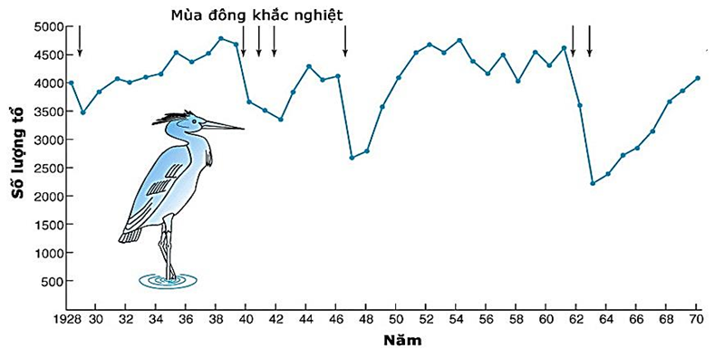 Hình 4 là đồ thị mô tả sự biến động số lượng của loài diệc xám  (ảnh 1)