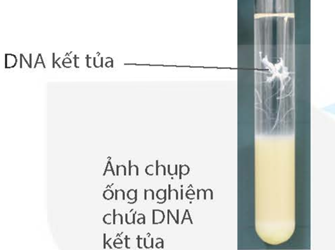 Học sinh viết báo cáo thực hành theo các nội dung sau: (ảnh 2)