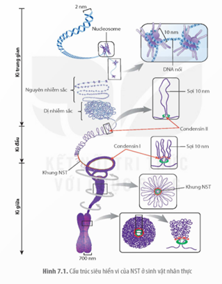 Dựa vào Hình 7.1, hãy mô tả cấu trúc siêu hiển vi của NST qua các kì trung gian, kì đầu và kì giữa. (ảnh 1)