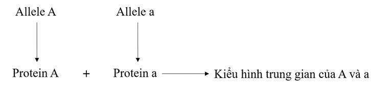 Vẽ sơ đồ khái quát thể hiện sản phẩm của các allele thuộc cùng một gene tạo ra một sản phẩm hình thành nên tính trạng. (ảnh 2)