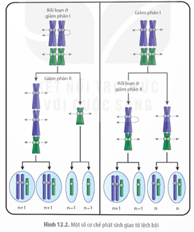 Quan sát Hình 12.2 và 12.3, trình bày cơ chế phát sinh đột biến số lượng NST. (ảnh 1)