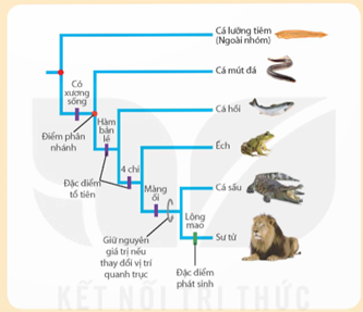 Sơ đồ cây tiến hoá dưới đây cho thấy những đặc điểm ở loài tổ tiên xuất hiện ở tất cả các loài trong cùng một nhánh, đặc điểm phát sinh chỉ đặc trưng riêng cho một nhánh. Từ sơ đồ cây sự sống này, hãy giải thích phát sinh chủng loại là kết quả của quá trình tiến hoá (gợi ý: các cá thể đời con vừa thừa hưởng các đặc điểm của bố mẹ vừa có những đặc điểm mới phát sinh do biến dị và tổ hợp lại các gene). (ảnh 1)