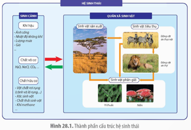 Dựa vào Hình 28.1, hãy chỉ ra mối quan hệ giữa các nhóm sinh vật trong quần xã và giữa quần xã với sinh cảnh. (ảnh 1)