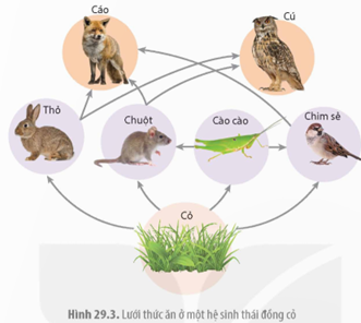 Nếu chim cú bị loại bỏ khỏi hệ sinh thái thì có thể sẽ dẫn đến sự gia tăng số lượng của cáo (do cú cạnh tranh nguồn thức ăn với cáo), chuột và thỏ (do cú sử dụng thỏ, chuột làm thức ăn). (ảnh 1)