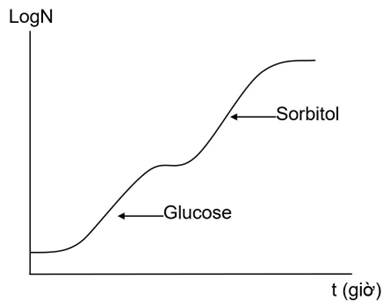 Hình dưới đây mô tả đường cong sinh trưởng kép của vi khuẩn E. Coli trong môi trường có hai nguồn carbon là glucose và sorbitol. Điều kiện để xảy ra quá trình phân hủy sorbitol là gì? (ảnh 1)