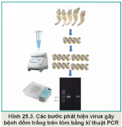 Quan sát Hình 25.3, mô tả  các bước phát hiện virus gây bệnh trên tôm bằng kĩ thuật PCR. (ảnh 1)