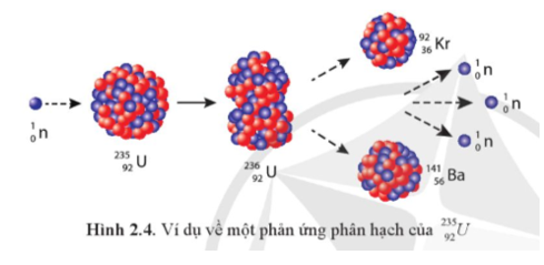 Năng lượng toả ra khi 1,000 kg 235 U 92  bị phân hạch hoàn toàn theo phản ứng trong Hình 2.4 tương đương với  (ảnh 1)