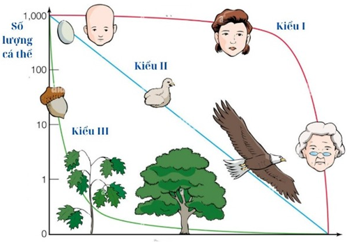 Hình bên thể hiện đường cong sống sót của các loài sinh vật thay đổi  (ảnh 1)