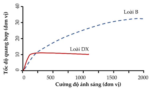 Một nghiên cứu được thực hiện để xác định khả năng quang hợp của một loài dương xỉ (ảnh 1)