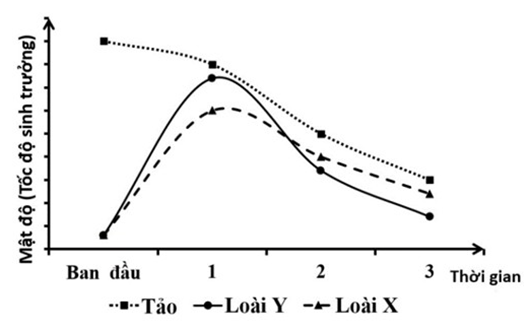 Ở một hệ sinh thái có hai loài sên biển X và Y là động vật ăn tảo cùng sinh sống (ảnh 1)