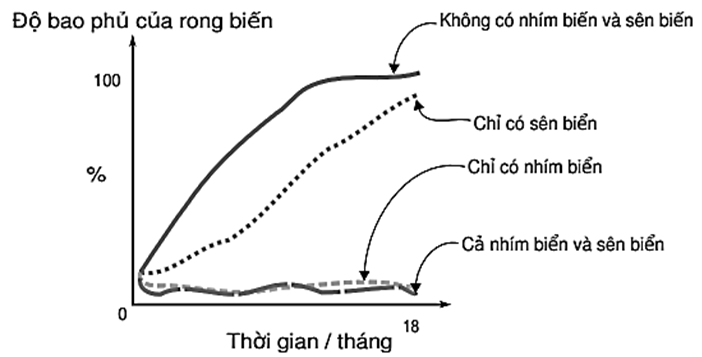 Nhím biển (Echinoidea) là nguồn thức ăn cho rái cá (Enhydra lutris) (ảnh 1)