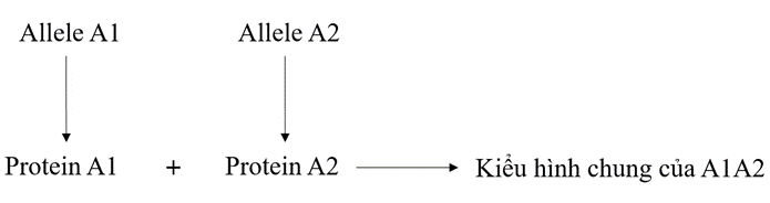 Vẽ sơ đồ khái quát thể hiện sản phẩm của các allele thuộc cùng một gene tạo ra một sản phẩm hình thành nên tính trạng. (ảnh 3)